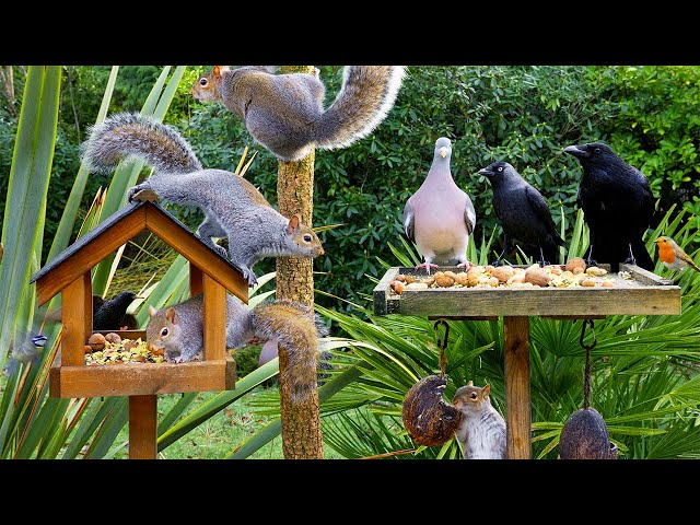 [NO ADS] Cat TV for Cats to Watch 😸 Birds & Squirrels at the Birdtable 🕊️ Bird Videos & Cat Games