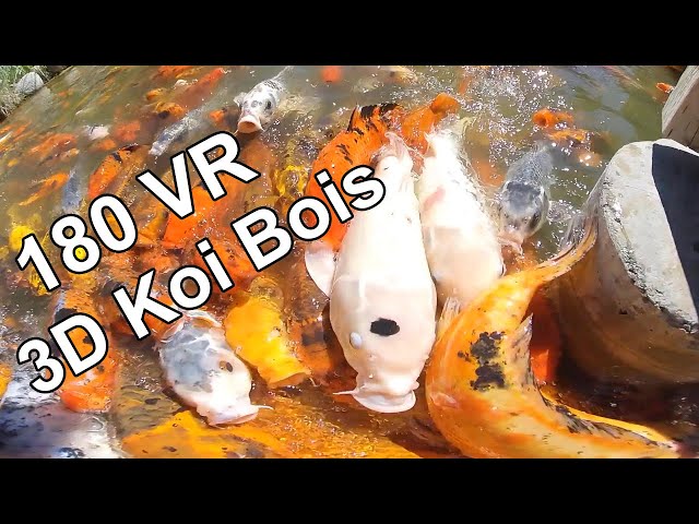 Ashton Koi Pond