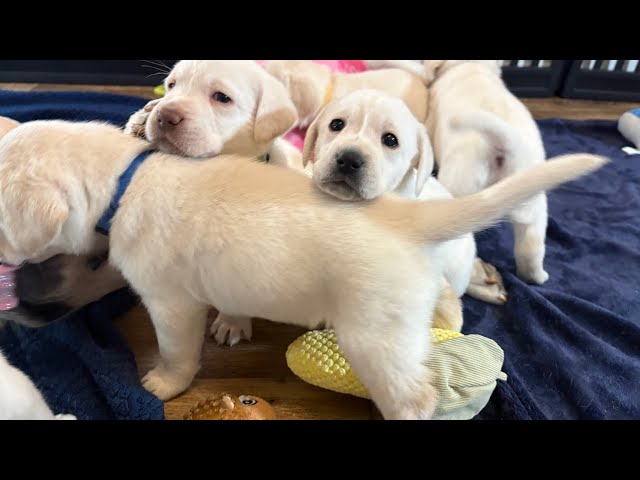 LIVE PUPPY CAM in the NEW Play Area!  Zoey's 9 Lab Puppies on Day 34- SO cute! Part 4