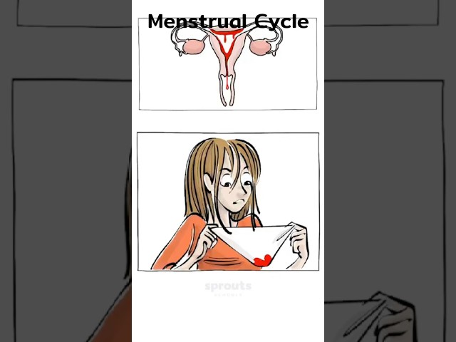 Menstrual Cycle [Shorts Version] #womenhealth #femalehormones #menstrualcycle #periodtalk