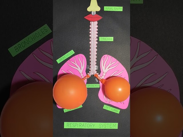 Respiratory System Working Model #schoolproject #diy #shorts