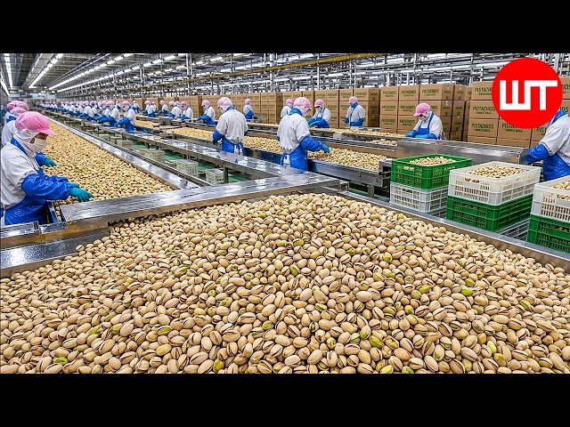 How Pistachio Is Harvested & Processed? ➤ Food Factory