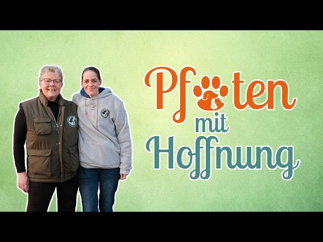 Pfoten mit Hoffnung: Katzenseuche in Güstrow: Eine Auffangstation im Krisenmodus