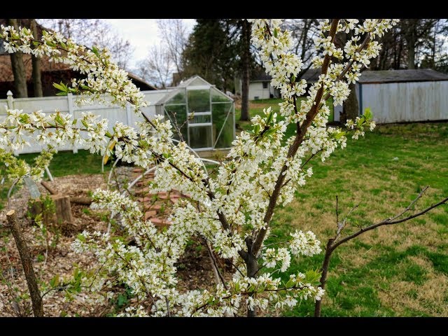 2020 Tour of the Backyard Orchard & Gardens - Part 3