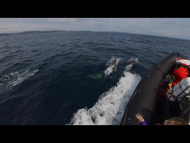 Dolphins - off Stornoway, Isle of Lewis, Scotland [July 2022 b]