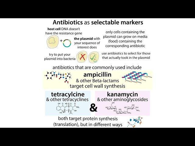 Bacterial growth media (LB, TB, SOB, SOC, etc.)