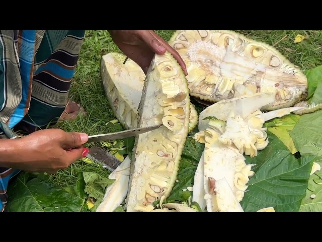 Jackfruit Harvesting & Cutting 