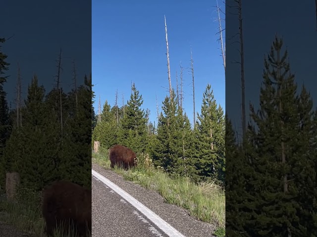 Spotted a bear in Yellowstone 🧸#youtubeshorts #travel #shorts #shortsvideo #viralvideo #viralshorts