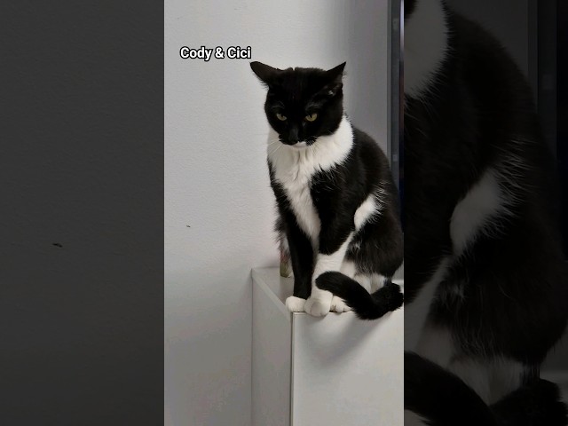 Cody & Cici #catlover #funnyanimals #animals