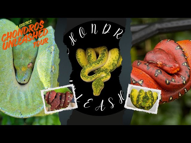 Jason Allen’s Green Tree Python Room (Chondros Unleashed) 