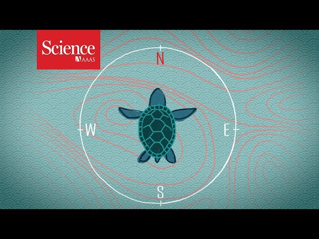 We Don't Know: Magnetoreception