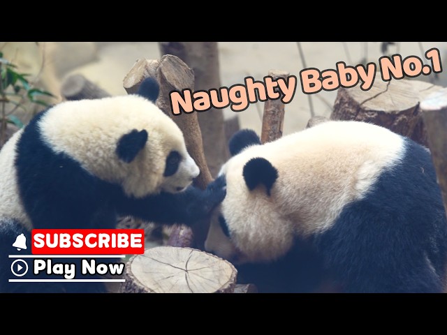 Mom Has Her Paws Full With These Two | iPanda