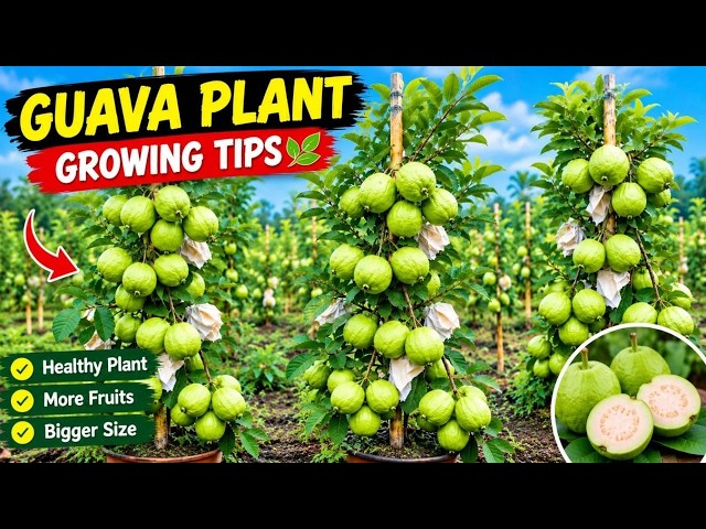 🌱 Propagate Guava Tree From Branch | Air Layering Step by Step