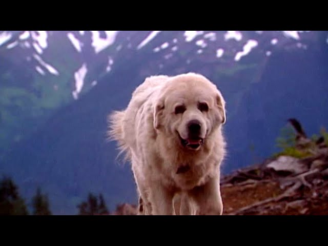Unbelievable Dog Stories - From Rescue to Heroic Guardians