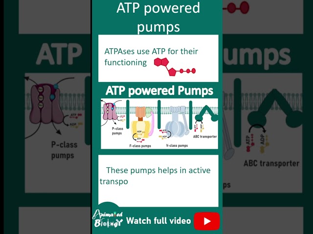 Types of ATP powered pumps | ATPases explained in 1 minute