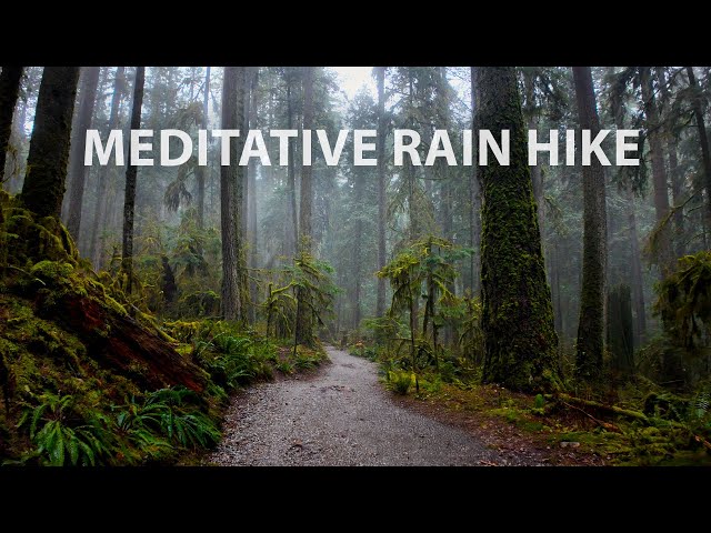 Meditative Rain Walk in a Lush North Vancouver Forest