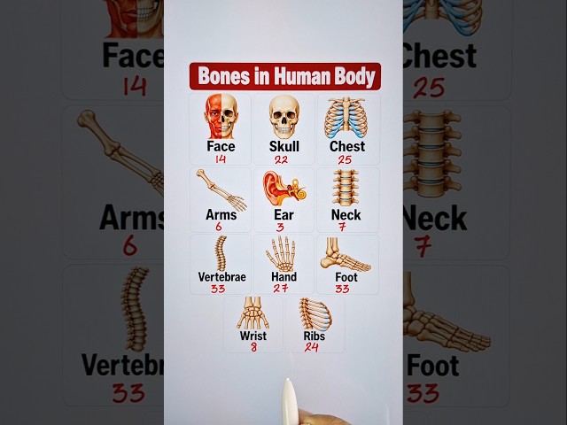 Bones in Human Body 📖💯 #medicaleducation #humanbones #shorts
