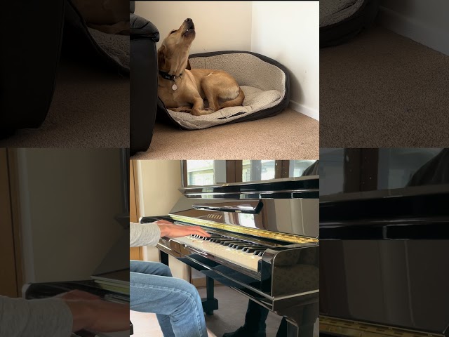 My dog loves to sing to boogie woogie! #piano #musicdogs #boogie