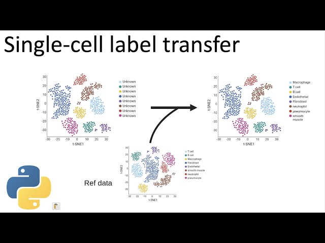 Label single-cells automatically in python | scVI label transfer