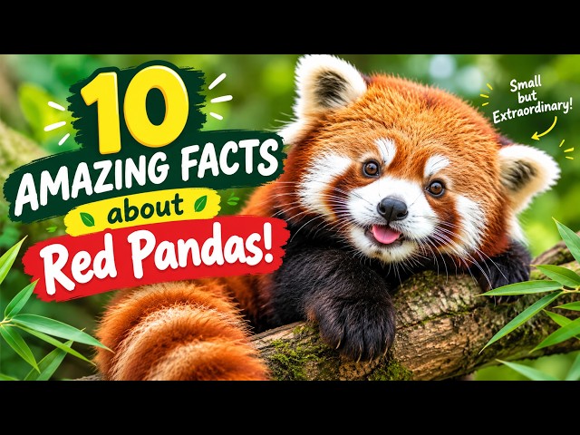 🐾 10 Amazing Facts About Red Pandas You Probably Didn’t Know! 🐼
