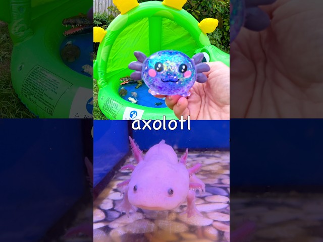 Animal Names for Kids to Learn at the Dino Pool: Mole Axolotl Owl Cheetah Cow