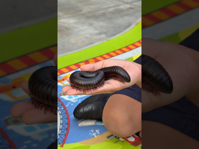 Jeremys finds Giant Millipede 🪱#shorts #shortvideo #kids