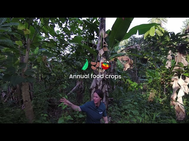 VR-experience 'Dynamic Agroforestry' in Sierra Leone