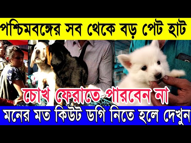 ❤️কিউট কুকুর নিতে চাইলে দেখুন | সব থেকে বড় পেট হাট কলকাতা LIVE (Largest Pet Haat in Kolkata)