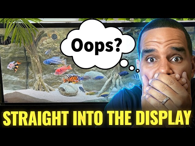 I Added 20 Fish Without Quarantine and Here's What Happened