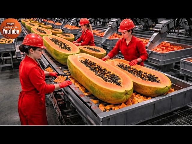 How Millions of Papayas Are Processed | Inside the Factory to Premium Desserts Step by Step