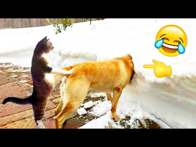 Best Funny Animal Videos 2022 😂 Funniest Dogs And Cats Videos 🤣🐹 #woaanimals