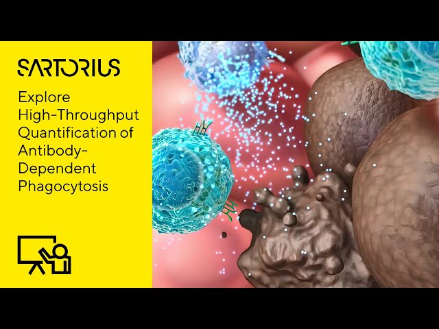 High-Throughput Quantification of Antibody-Dependent Phagocytosis Using Live-Cell Analysis