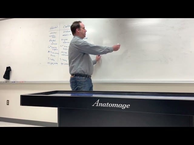 Muscle Exam Review