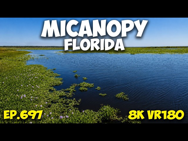 Spot the Alligator: Stillness of the Ecopassage Swamp ep.697 #8k #vr180 #3d #travel #fl