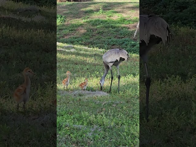 Sandhill Crane with Fuzzy Baby Chicks!