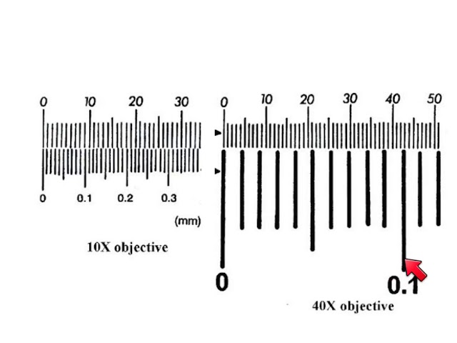 AS Biology - How to calibrate a microscope