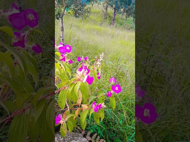 #खामोशी ही सुकून हैं।#motivation #like #nature #subscribe