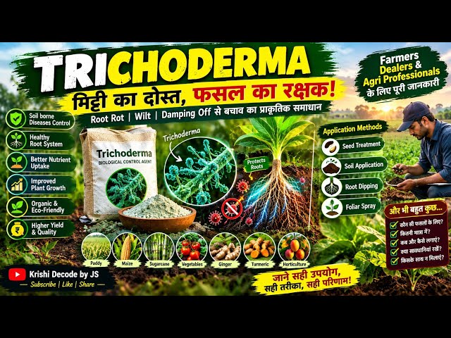 Trichoderma: Kisanon Ke Liye Natural Disease Fighter.