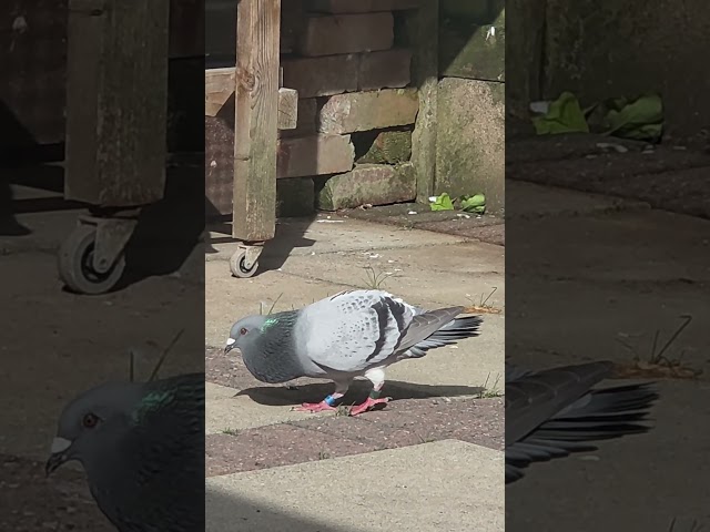 MASCARA JUNIOR #racingpigeons #pigeon #pigeon101 #foryou #birds #amazingpigeon