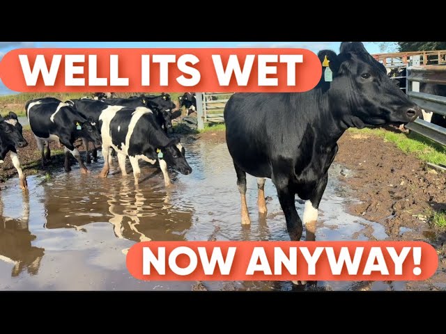 WET FARMER, CATTLE JOBS