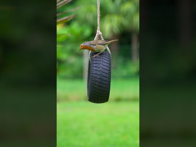 Robin comes to play on the tire swing #cattv #tvforcats #birds