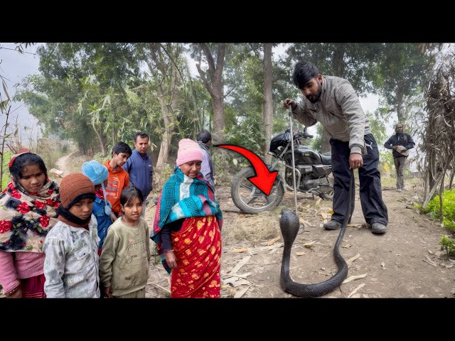 शक्तिफार्म के ईस वांस के झार में मिला बहुत ही बारा कालिया नाग / indian spectacled cobra 