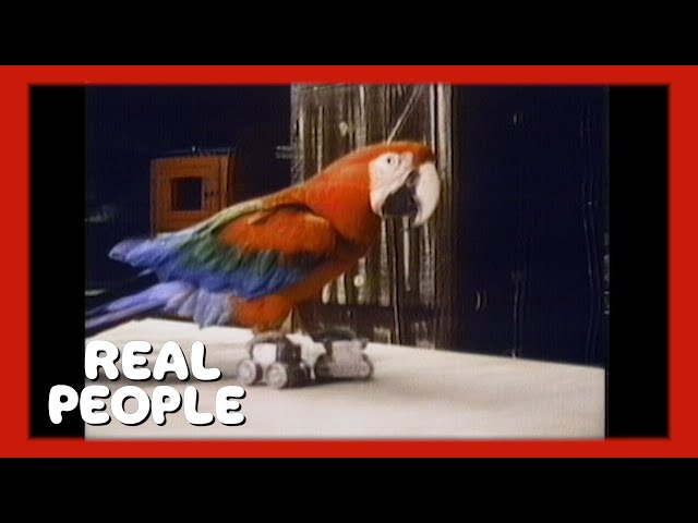Best of Animal Behavior | Real People | George Schlatter