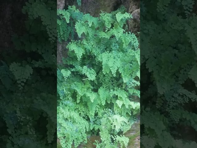 The Waterfall That Builds Itself