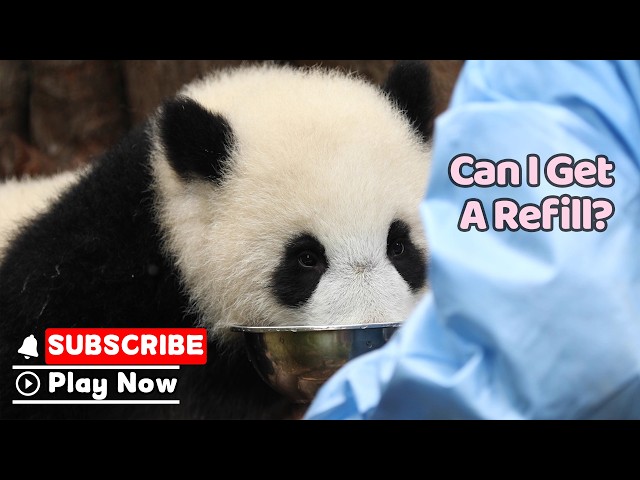 Panda Baby Has One Important Question | iPanda