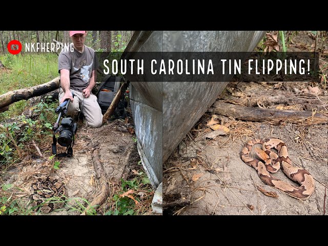 Flipping Tin for Snakes in South Carolina! TONS of Copperheads, Rattlesnakes, and More!