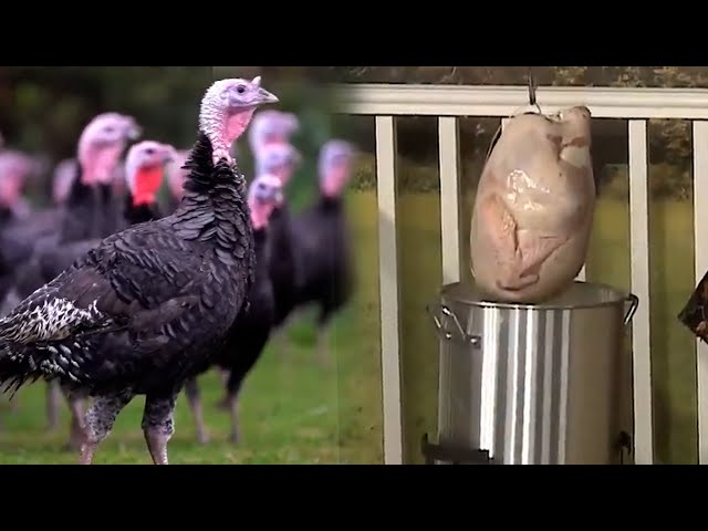 All The Tips and Tricks To Get you Through This Thanksgiving I Livestream