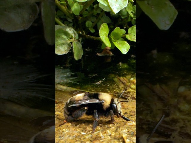For These Digger Bees, the Beach Is Their Home | #DeepLook #Shorts