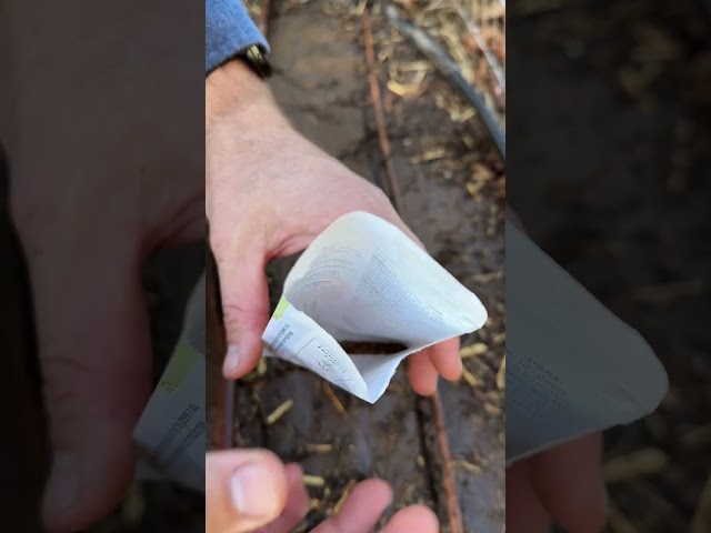 Easiest Carrot Germination!