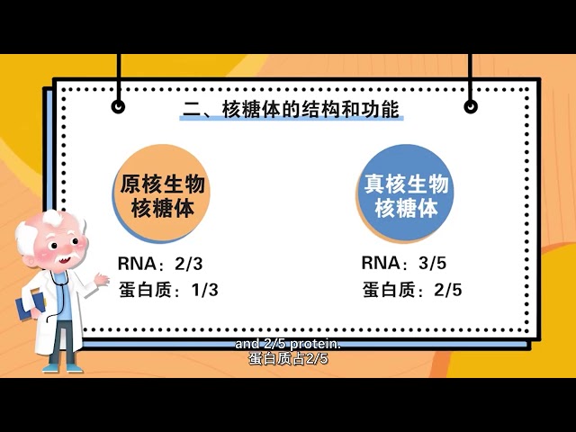 3.3 Biological Synthesis of Proteins